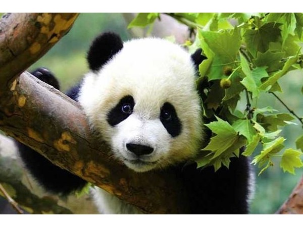 熊貓直播涼了，智能鎖廠商要吸取哪些教訓